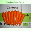 Chinese Artistic Fresh Carrots Organic Carrrot